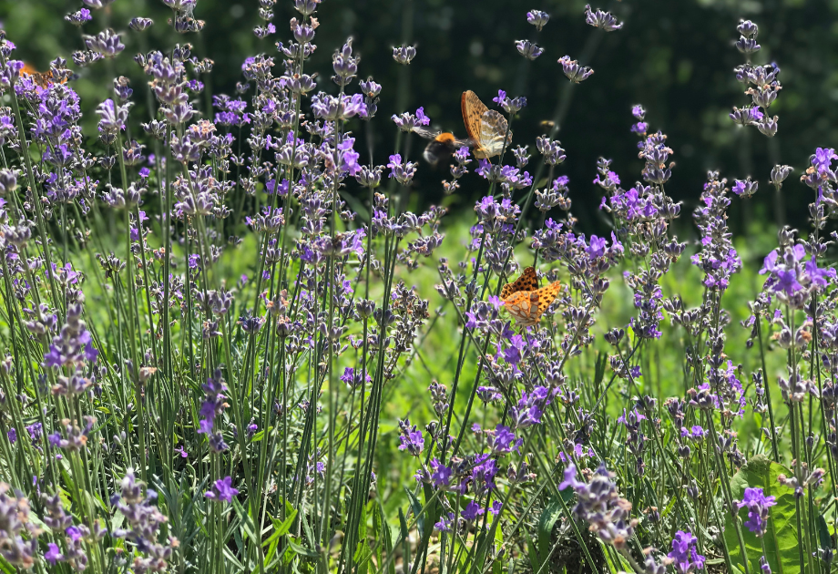 long, purple flowers with orange butterflies resting on them